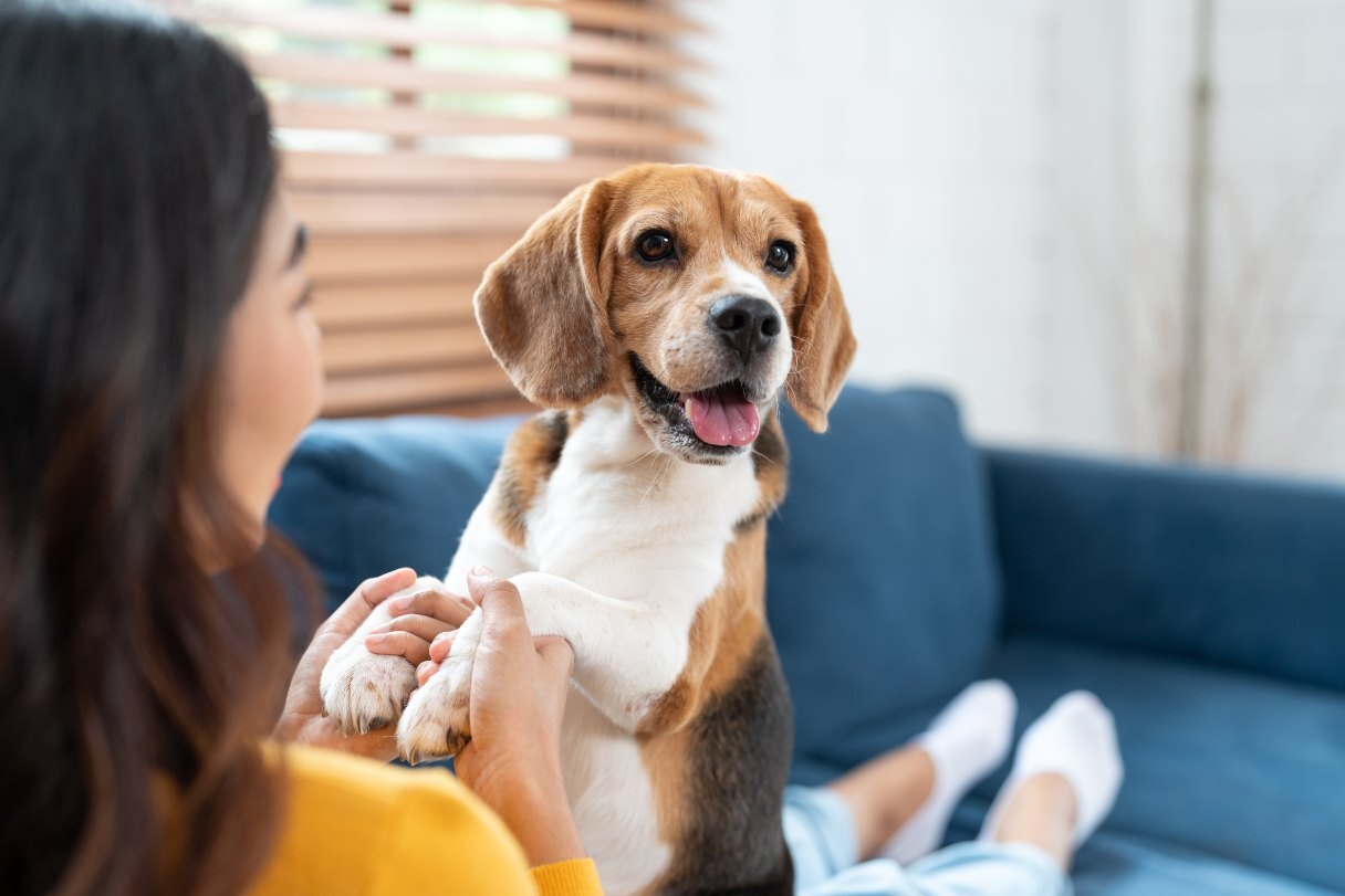 Woman holding beagle on her lap