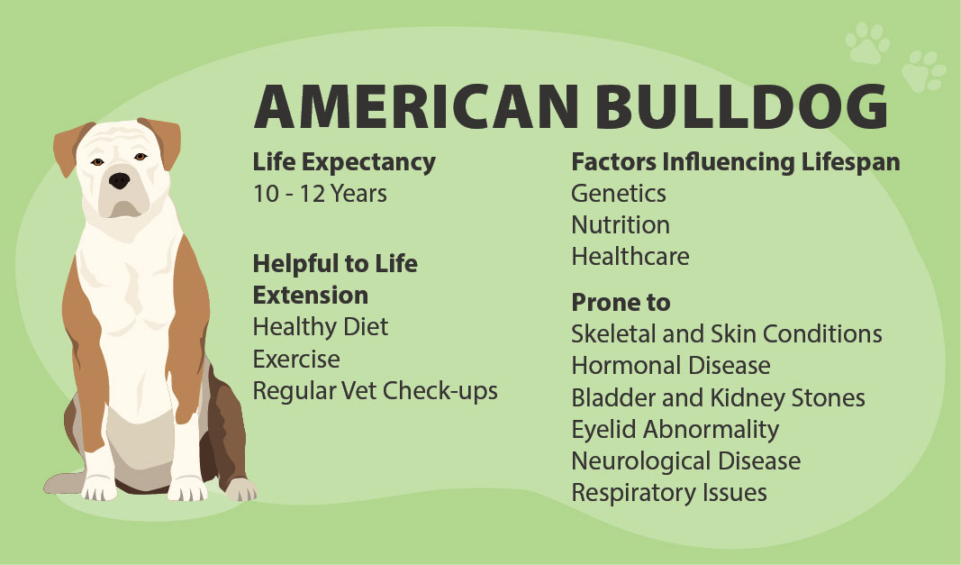 American Bulldog Lifespan