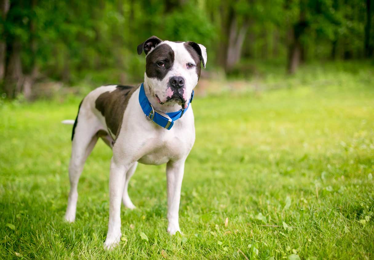 White and brown American Bulldog