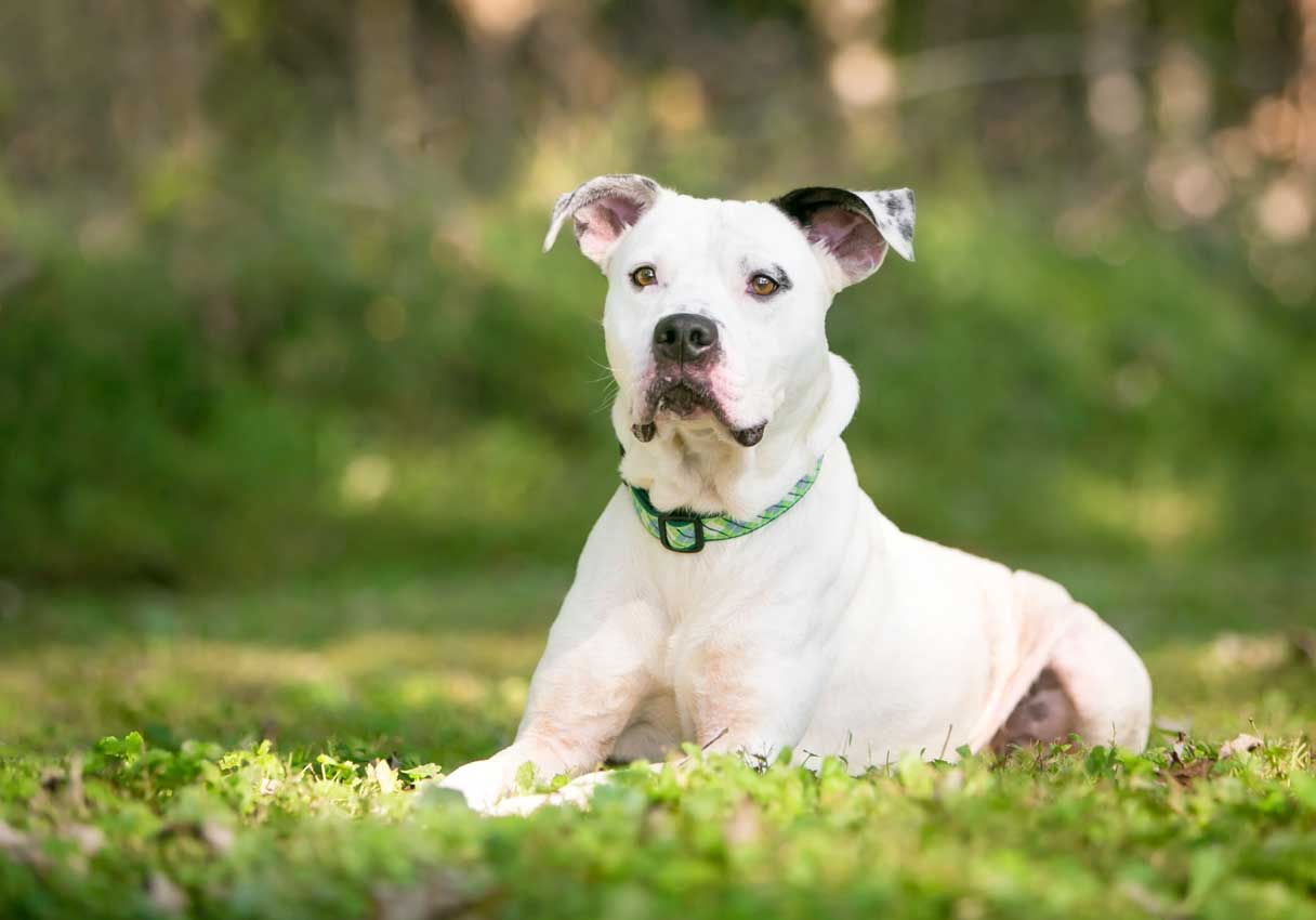 White and black American Bulldog