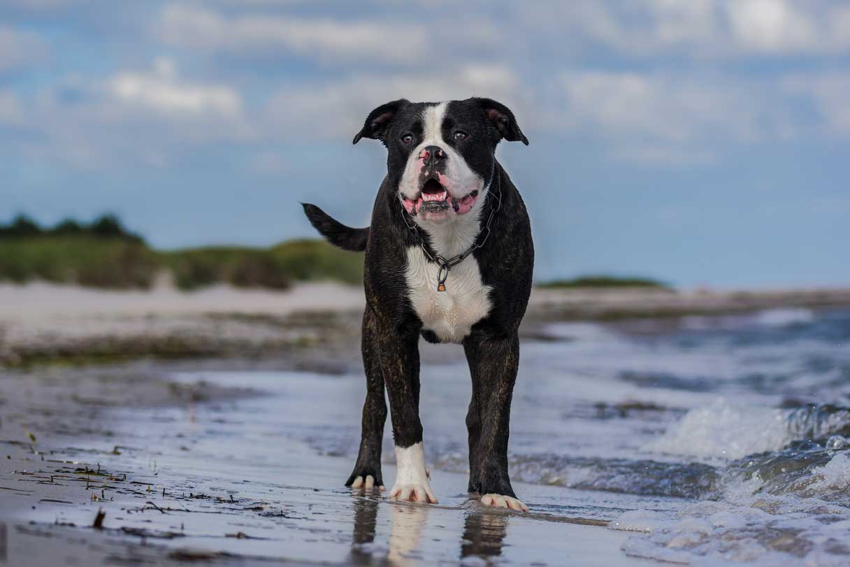 Black and white American Bulldog