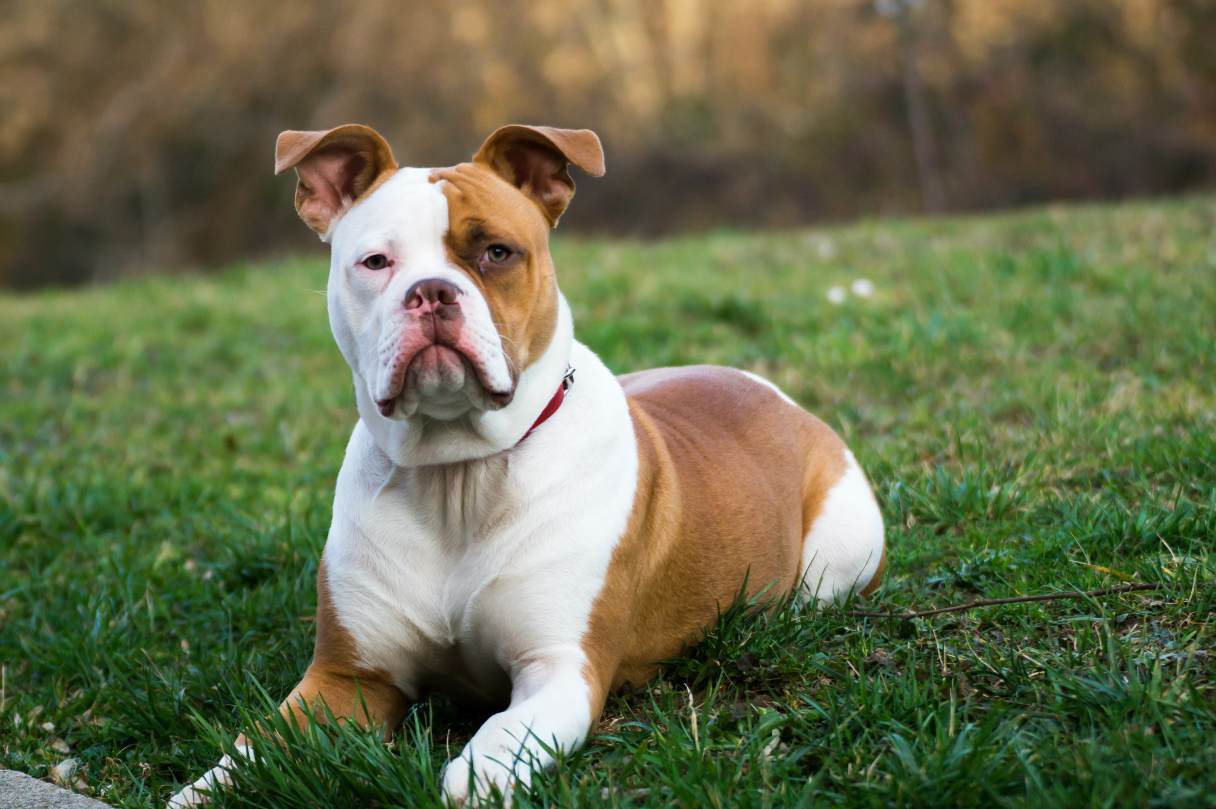 American Bulldog Dog Breed Guide