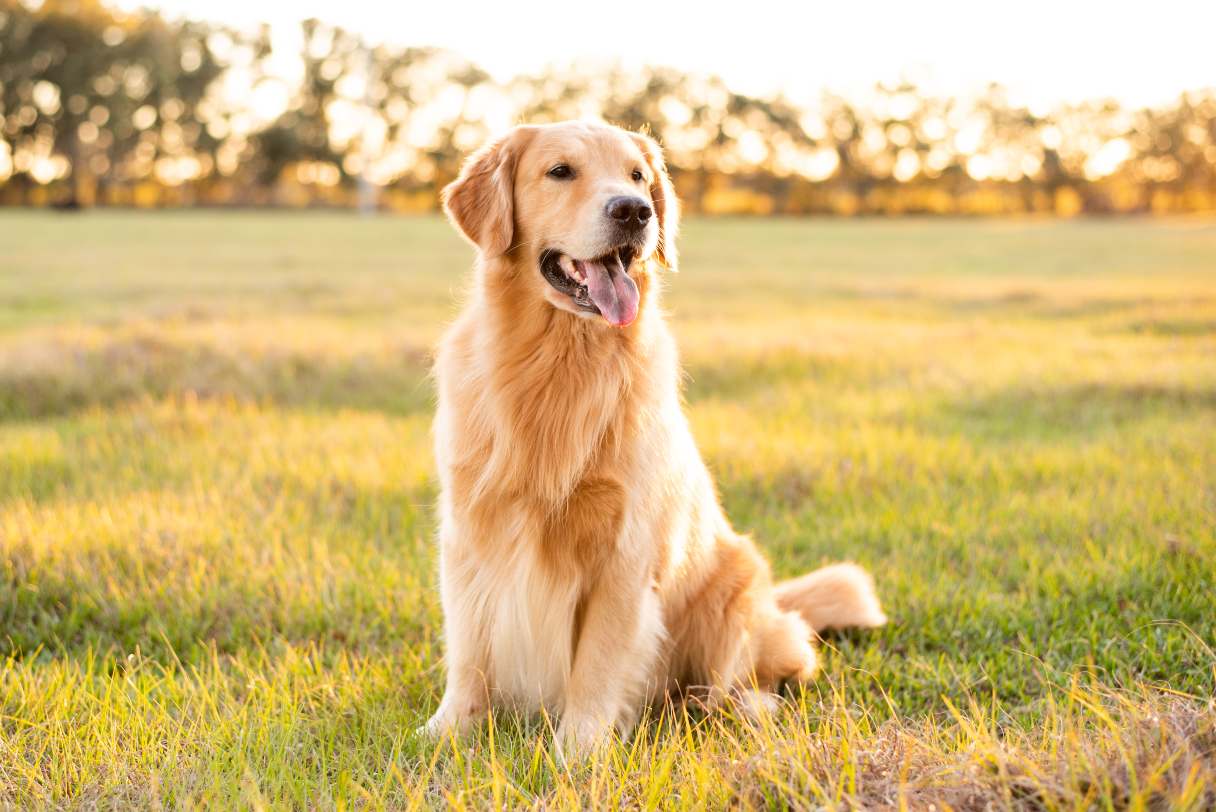 Golden Retriever Dog Breed Guide