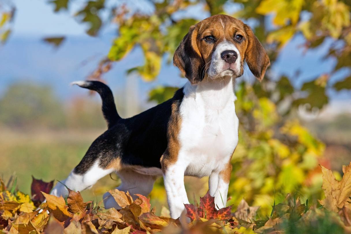 Beagle Dog Breed Guide