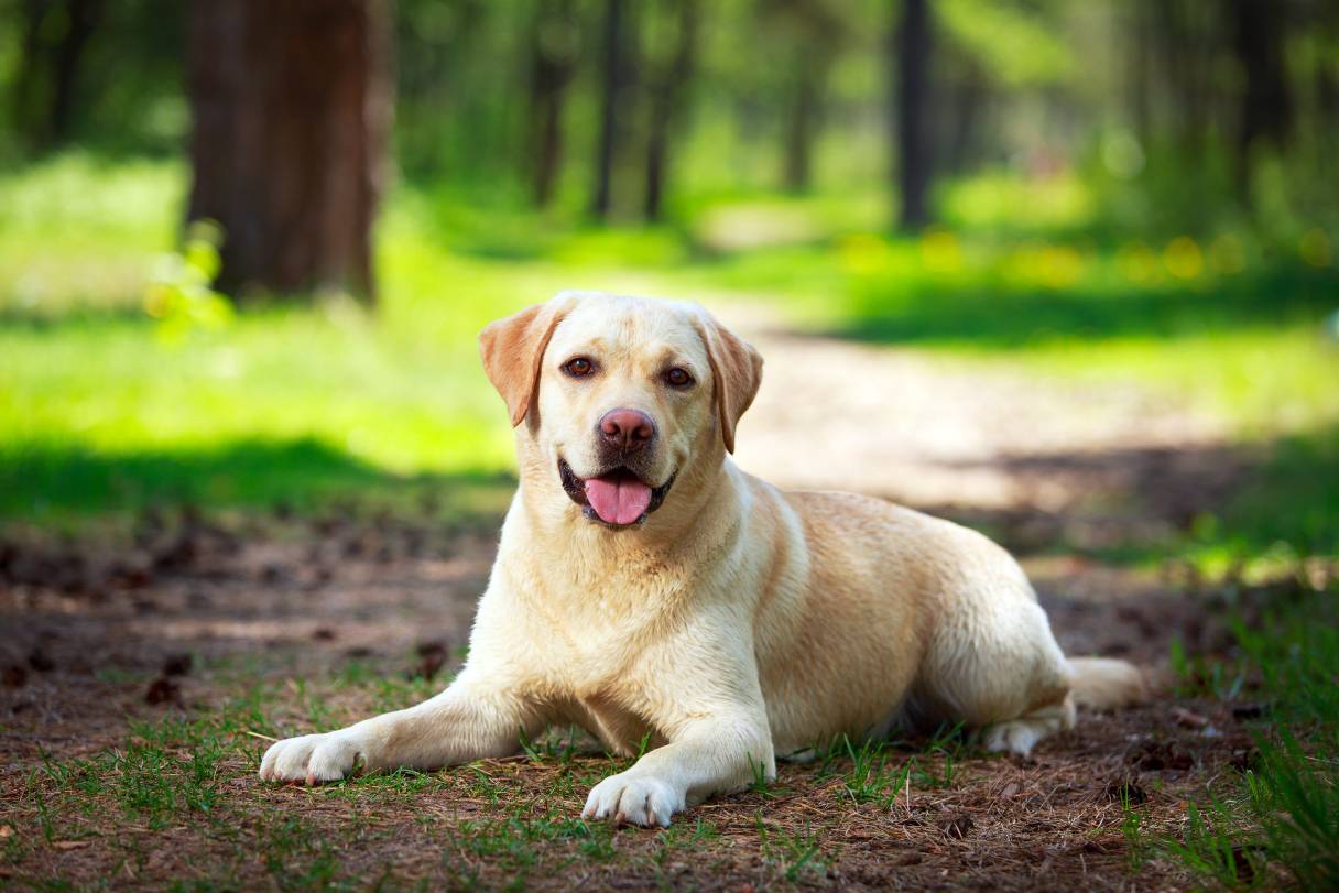 Labrador Retriever Dog Breed Guide