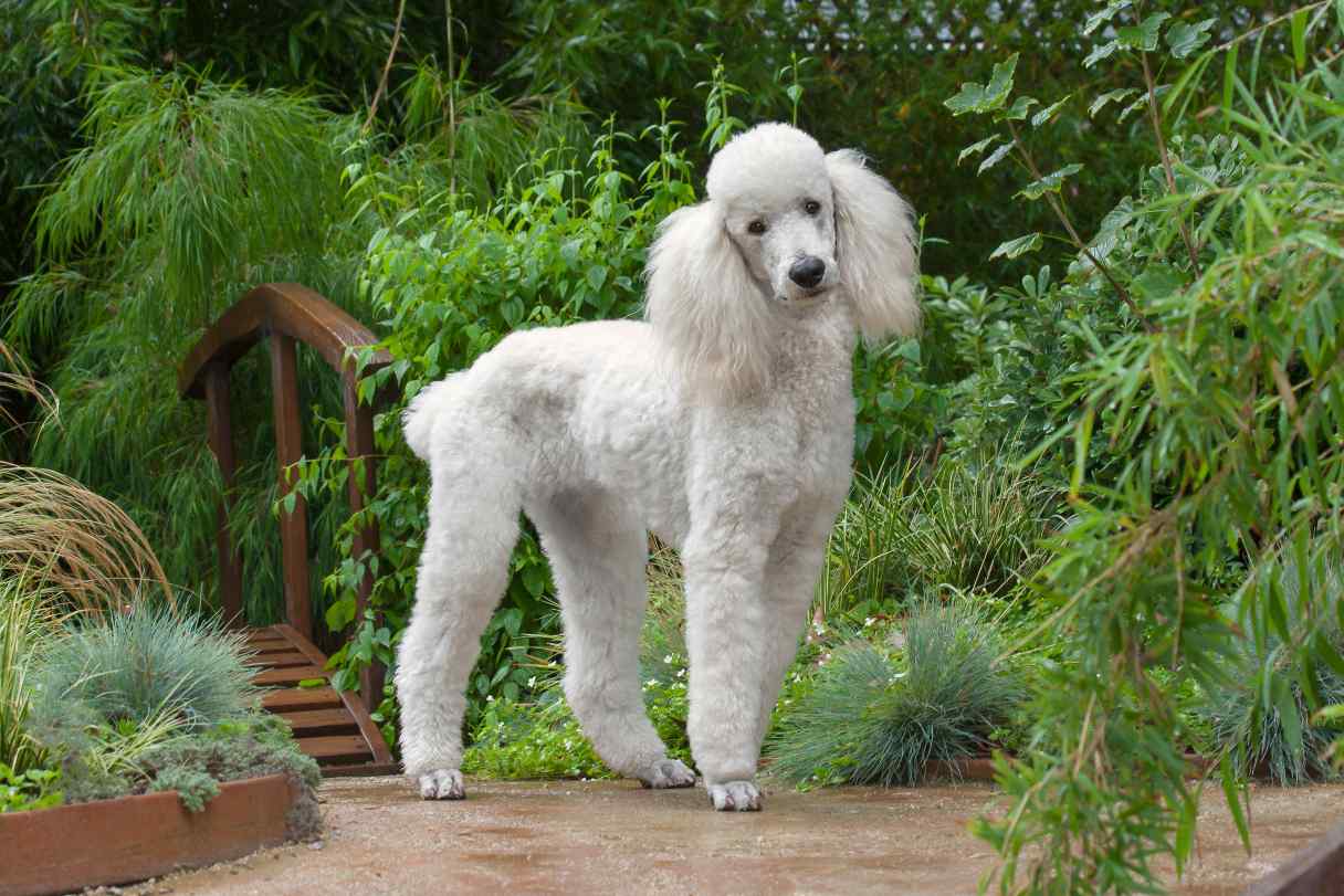 Poodle Dog Breed Guide