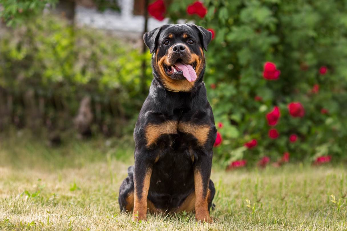 Rottweiler Dog Breed Guide