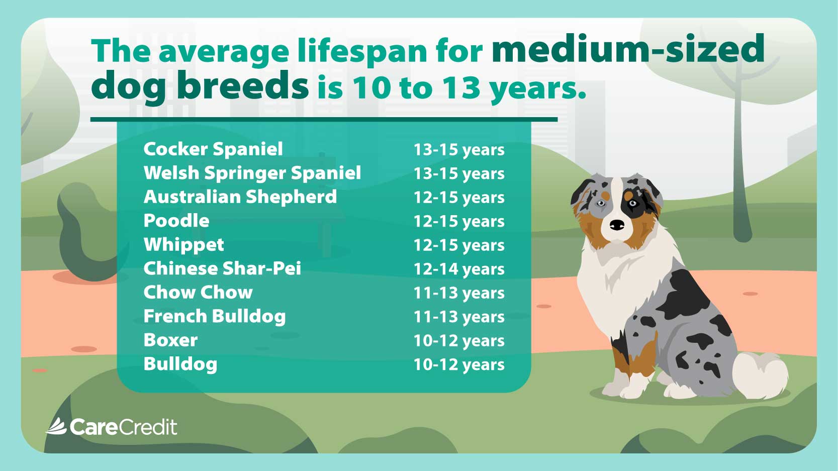 The average lifespan for medium-sized dog breeds is 10 to 13 years.