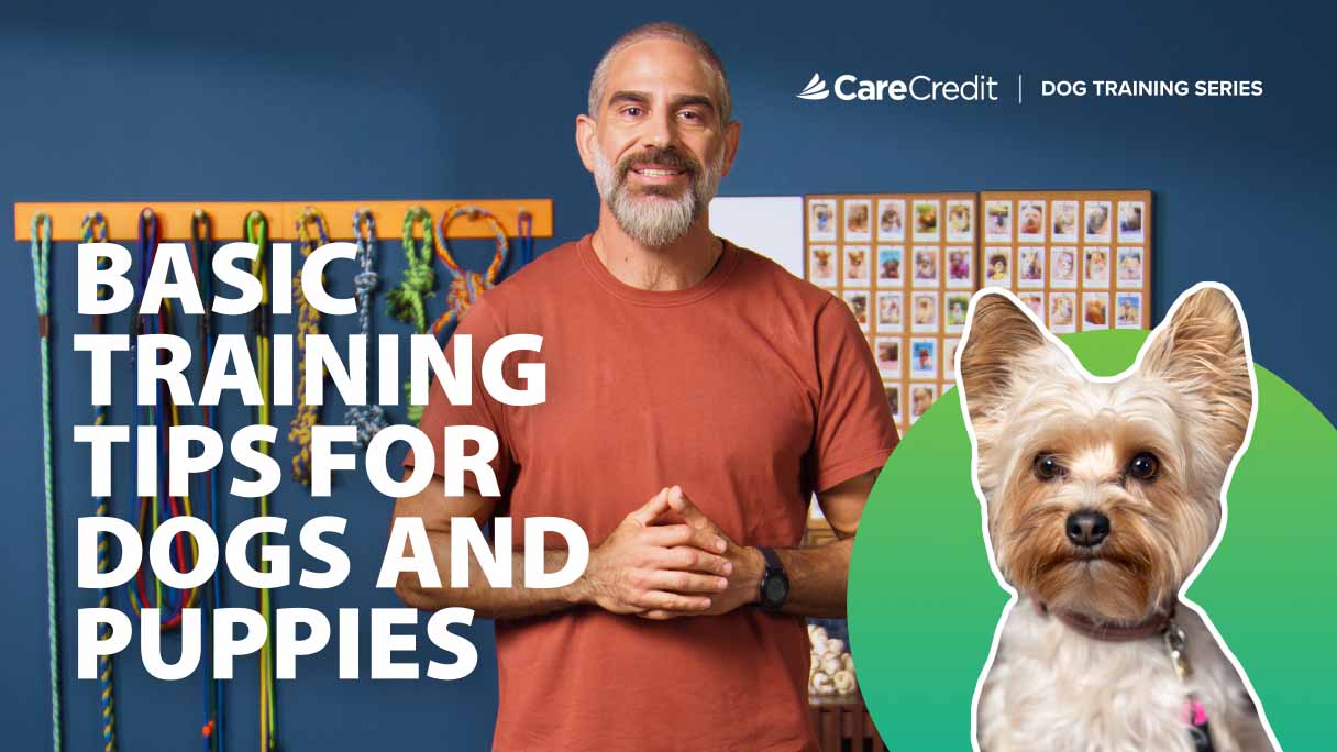 Dog Training 101: Basic Training Tips for Dogs and Puppies