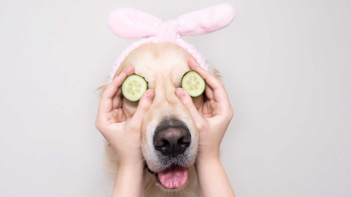 Dog with cucumbers on its eyes