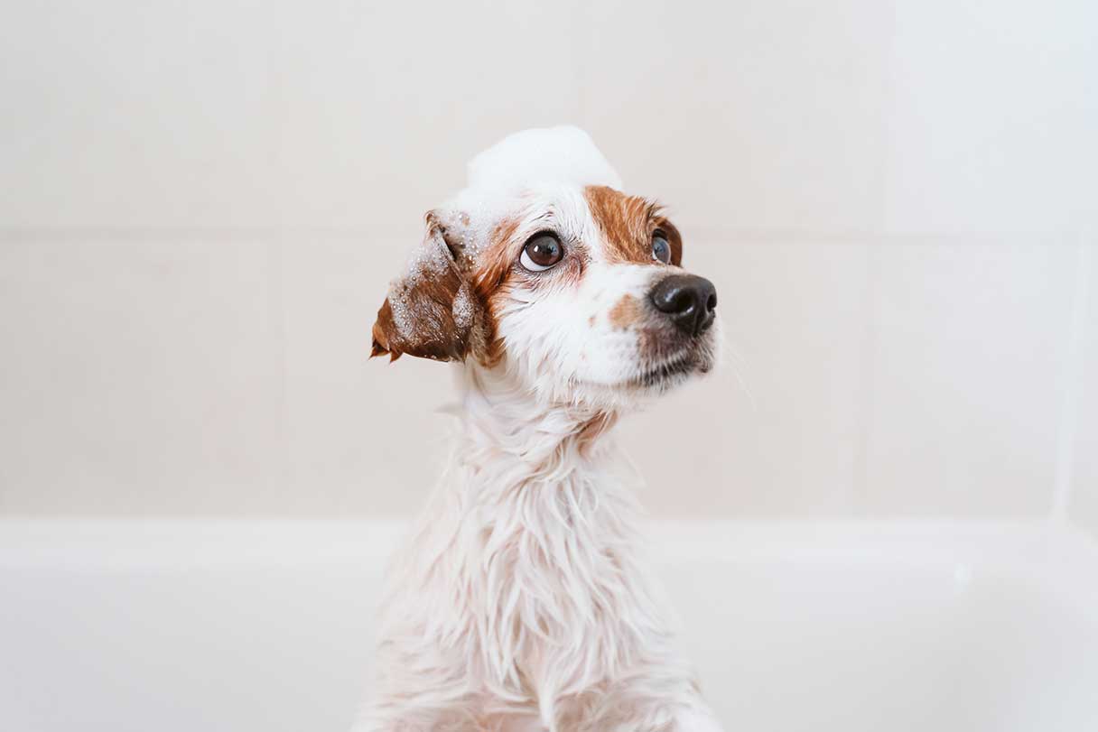 How to Bathe a Dog in 8 Simple Steps