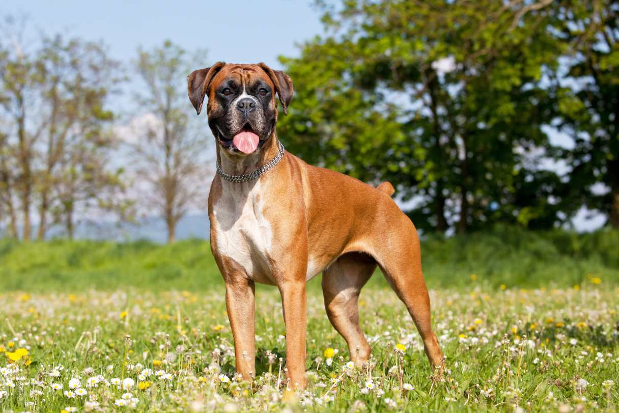 Boxer Dog Breed Guide