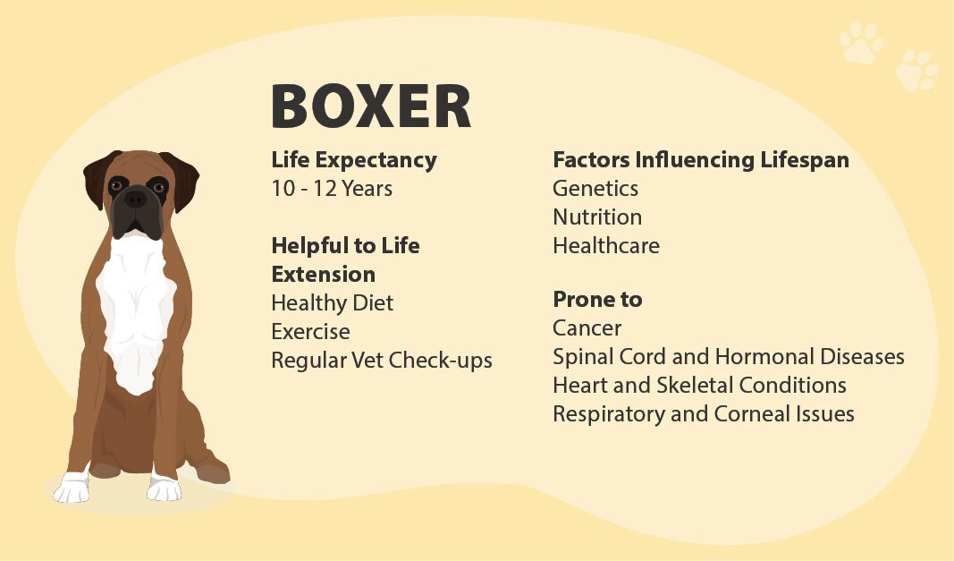 Boxer lifespan