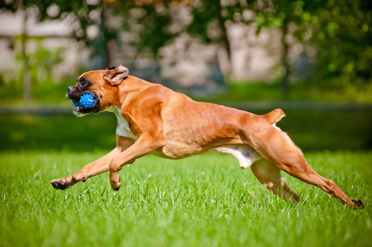 Brown boxer playing with a ball