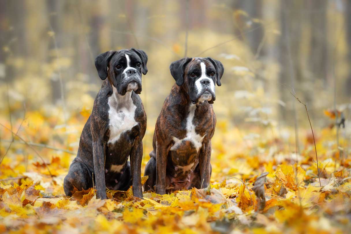 Two black and white boxers