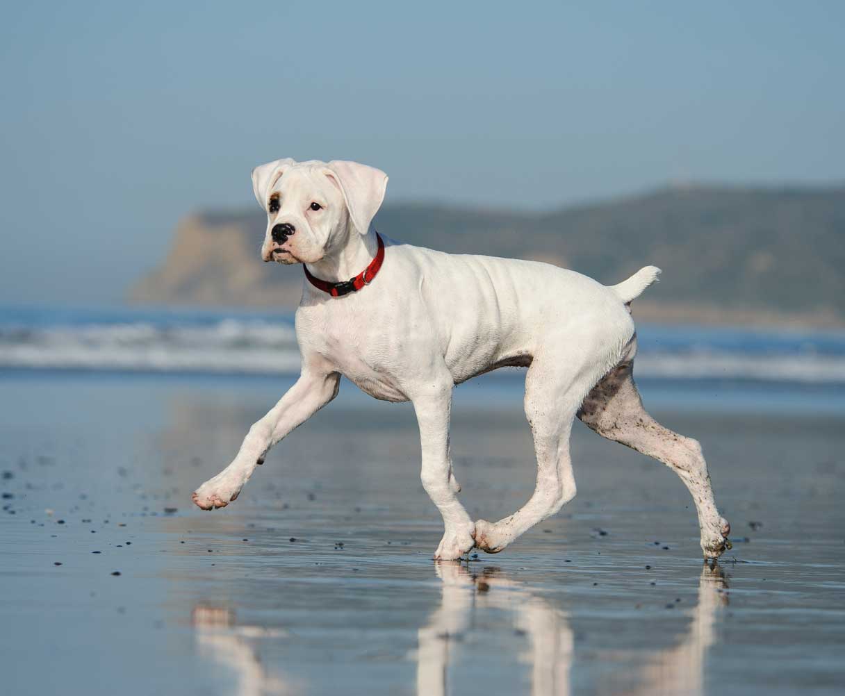 White boxer walking on beach