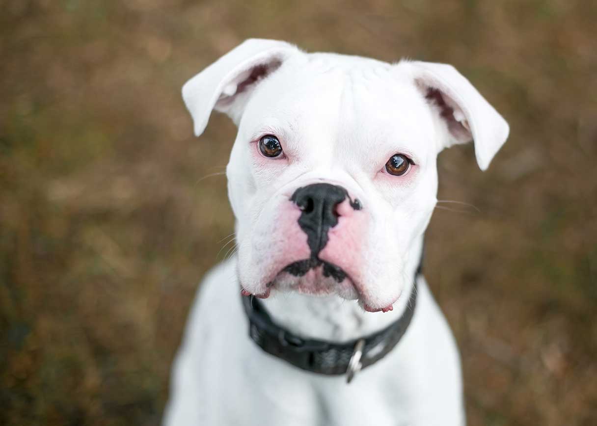 White boxer