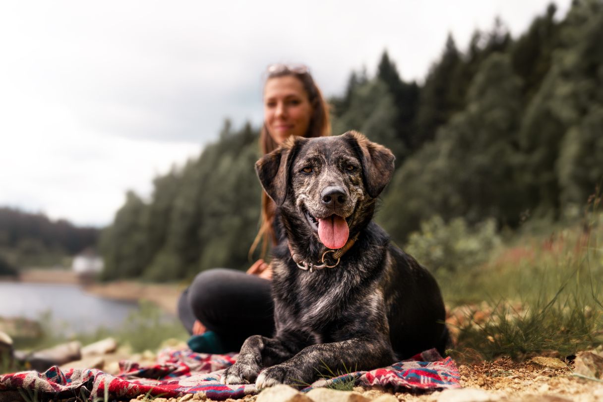 11 Tips to Help You Care for a Senior Dog