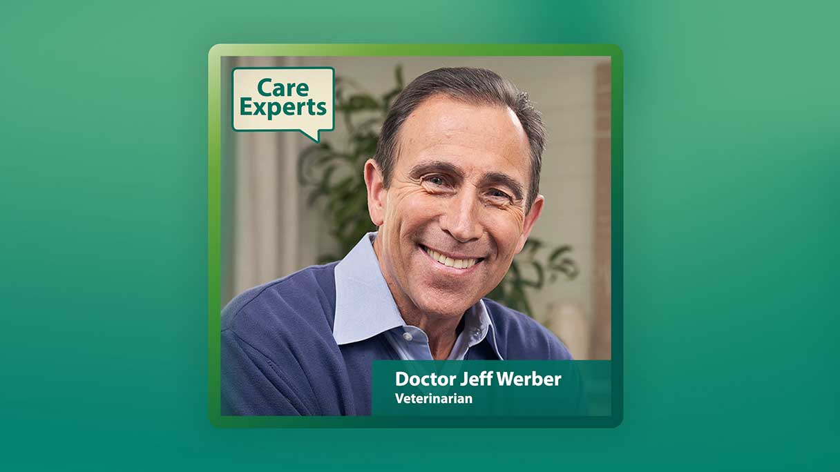 What to Know About Your Dog's Eye Health With Dr. Jeff Werber