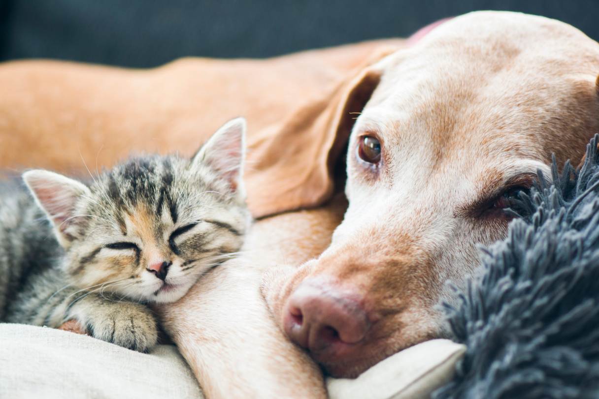 Dog and cat sleeping