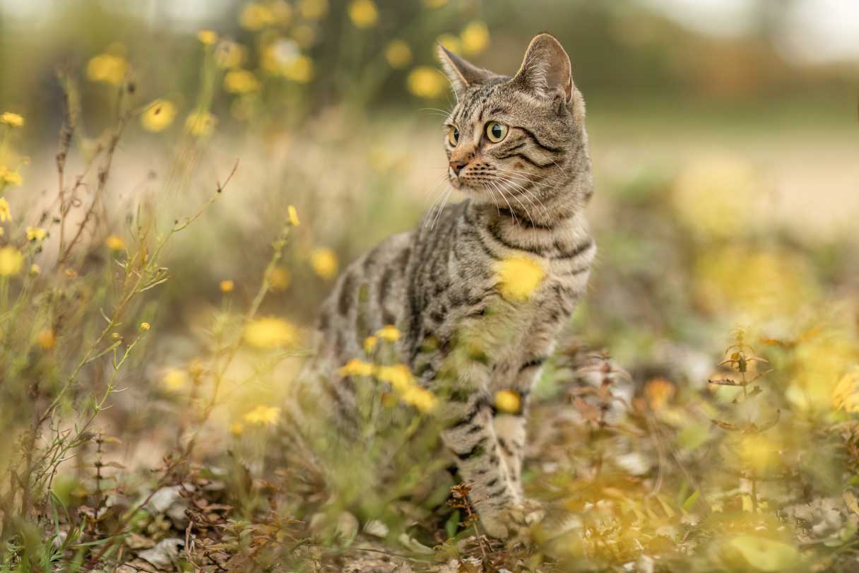 Cat Parasites: How to Spot an Infection and Protect Your Cat