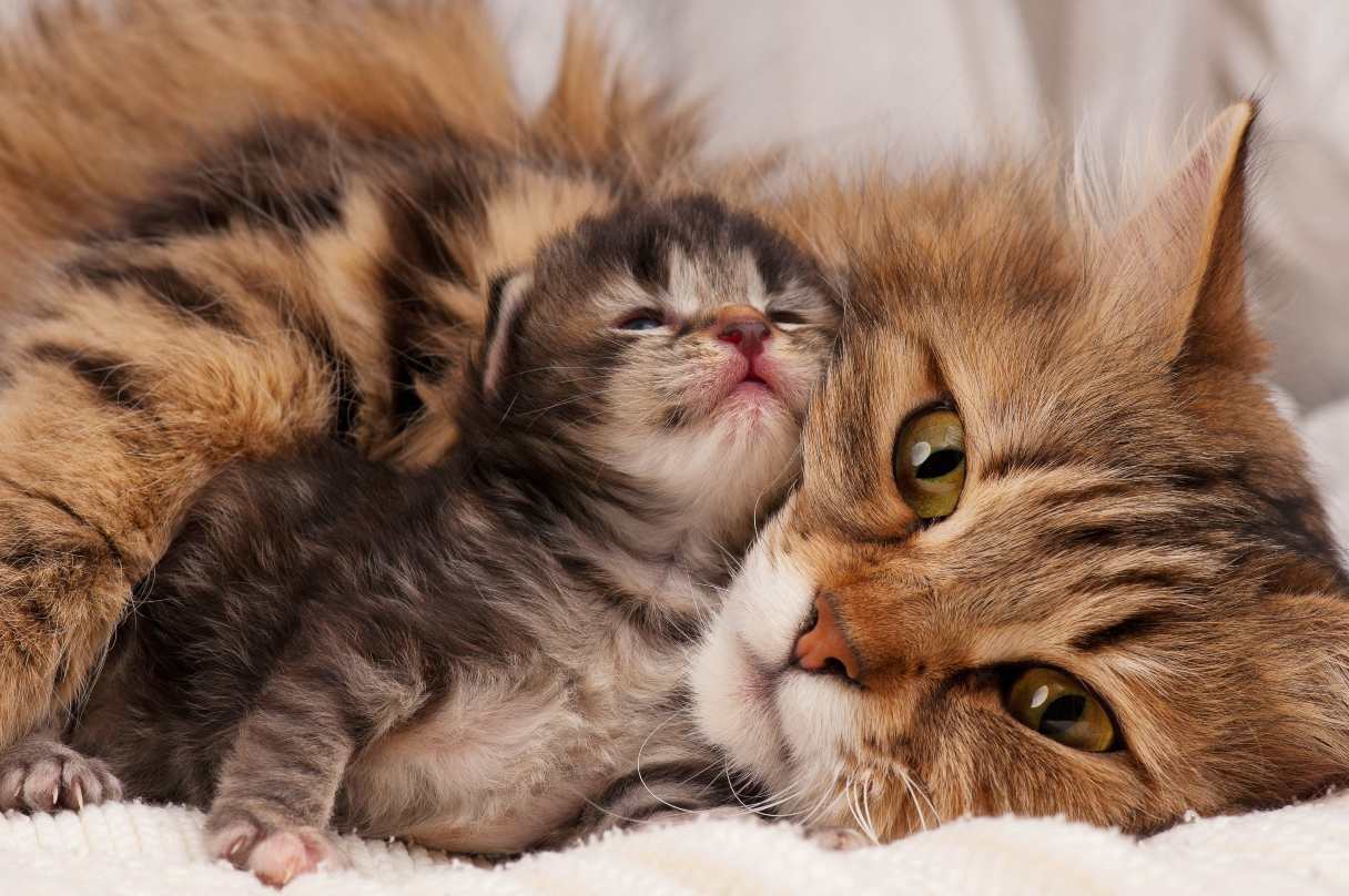 Is Your Cat Pregnant? How to Know and What to Expect