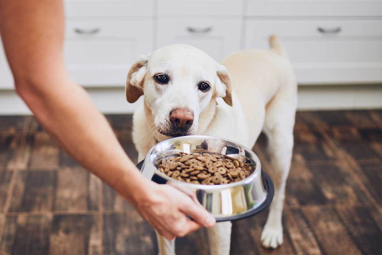 How to Give Your Dog Medicine: Expert Tips and Tricks