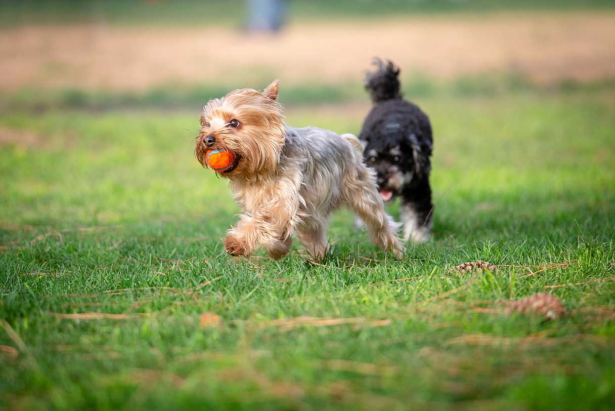 How Much Does It Cost to Board a Pet?