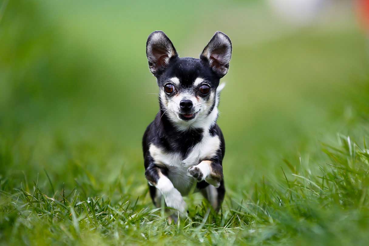 Chihuahua