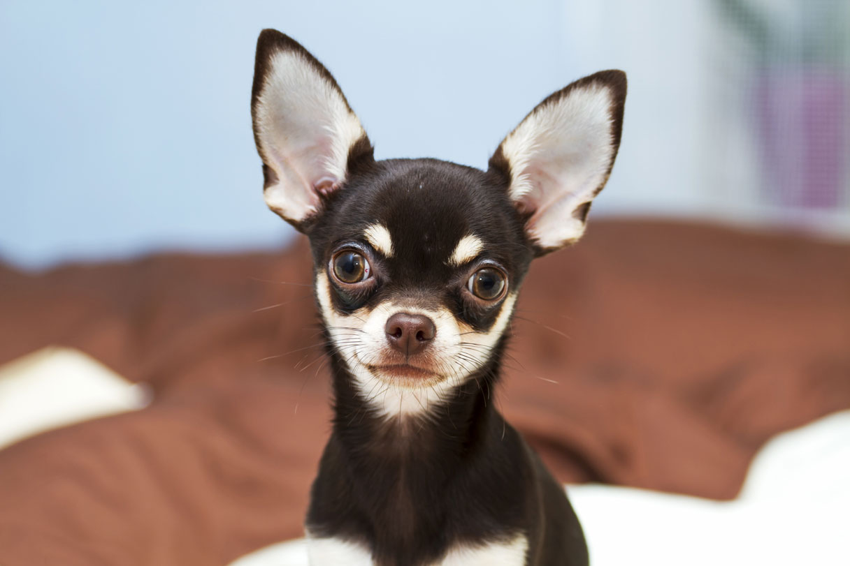 Chihuahua