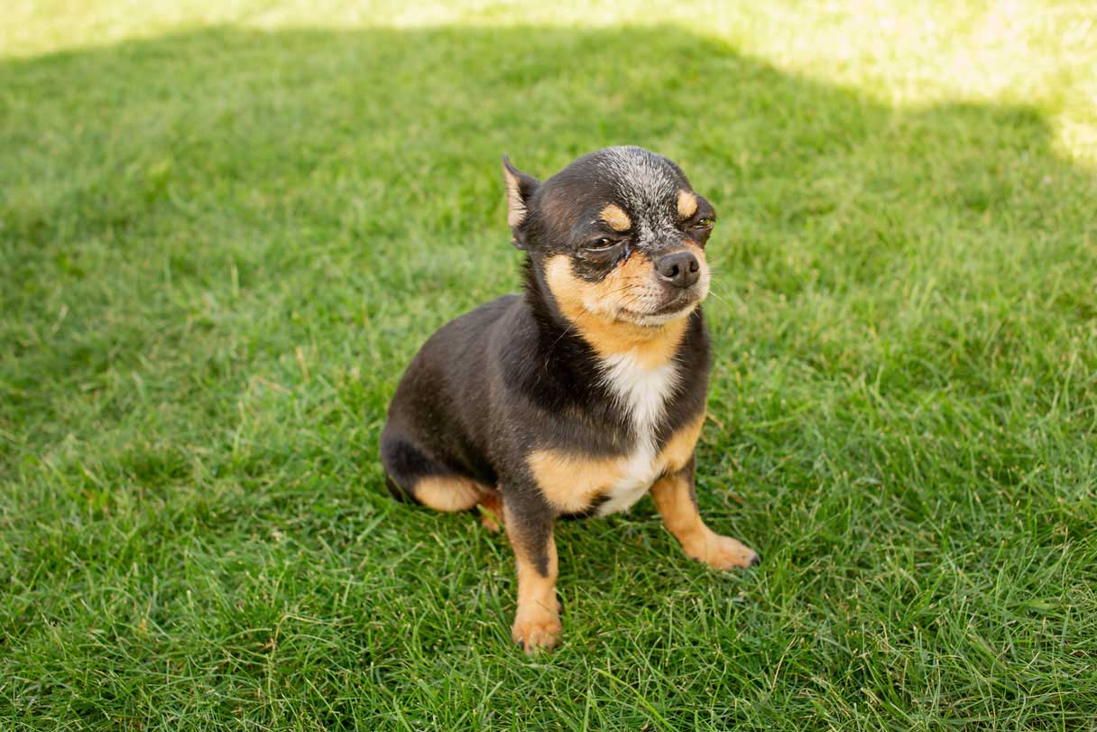 Chihuahua