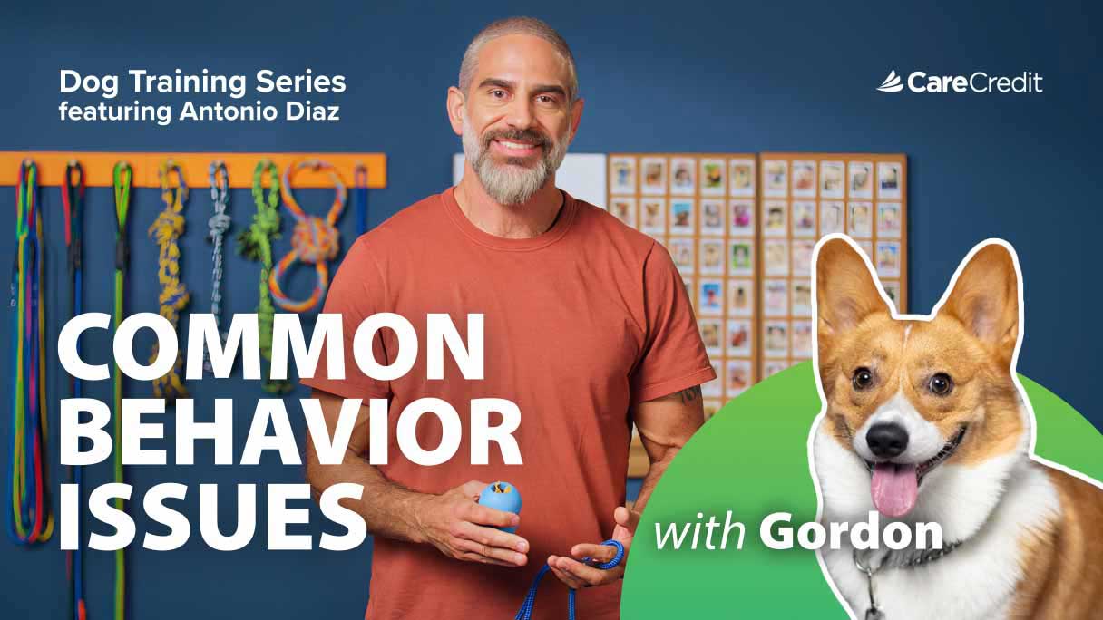 16 Common Dog Behavior Issues and Tips to Fix Them