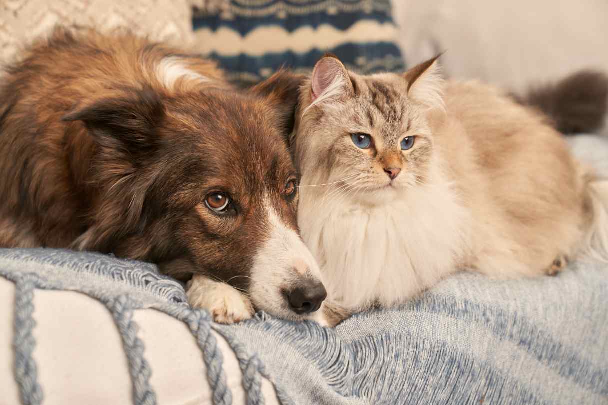 Dog and cat laying together