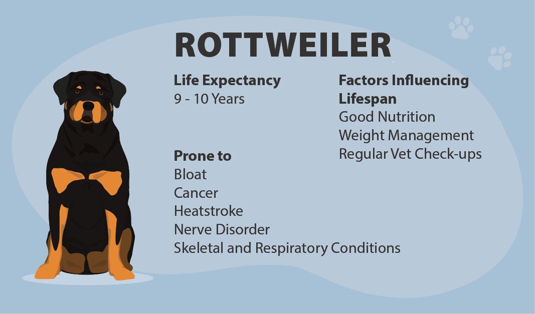 Rottweiler Life Expectancy