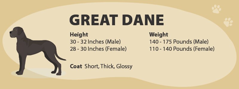 Great Dane appearance