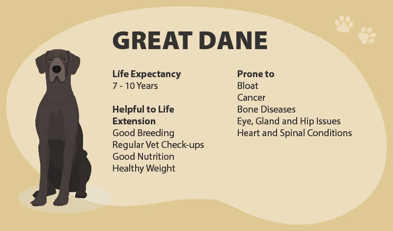 Great Dane lifespan