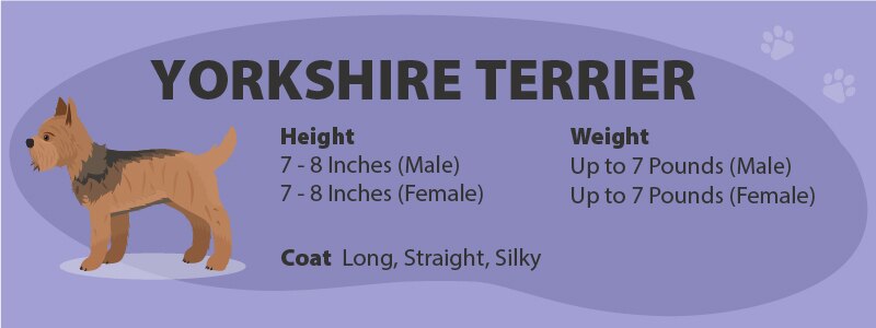 Yorkshire Terrier appearance