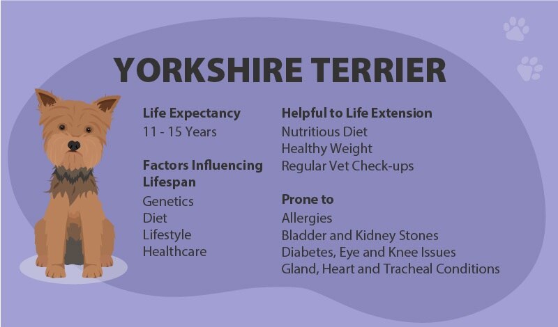 Yorkshire Terrier lifespan