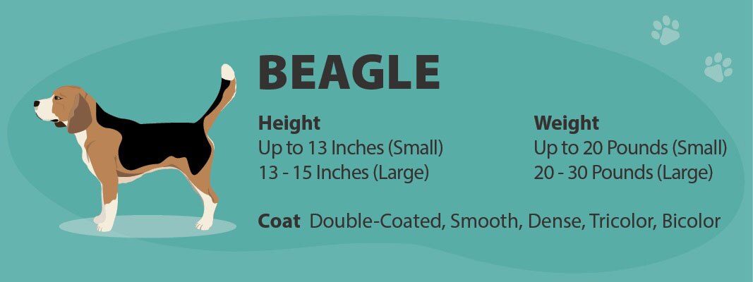 Beagle Size