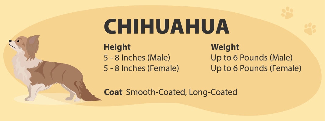 Chihuahua Size