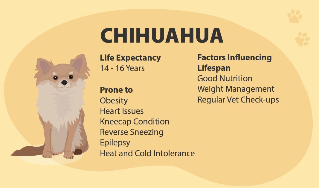 Chihuahua Lifespan