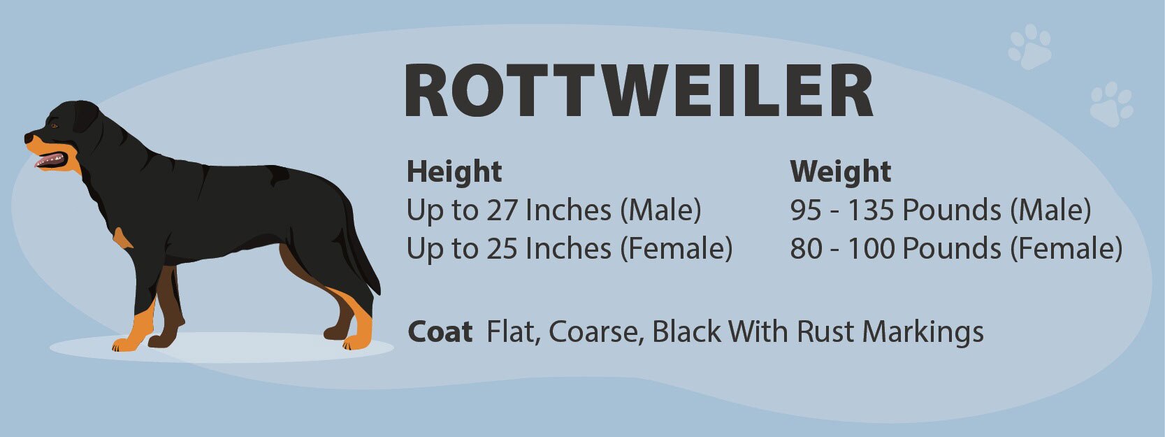 Rottweiler Appearance