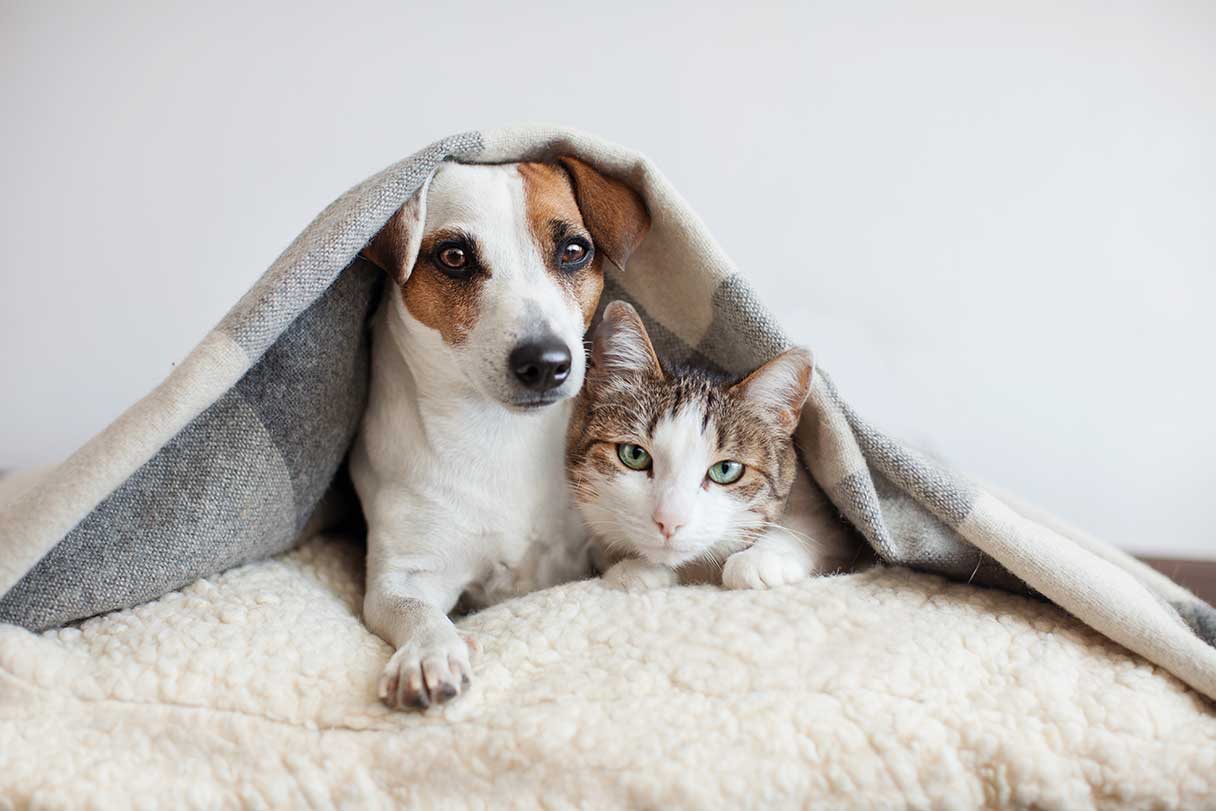 Cat and Dog Cataract Surgery Cost and Financing