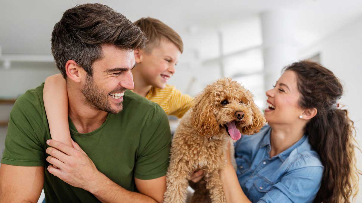 DNA Tests for Your Dog: The What, How and Why of It
