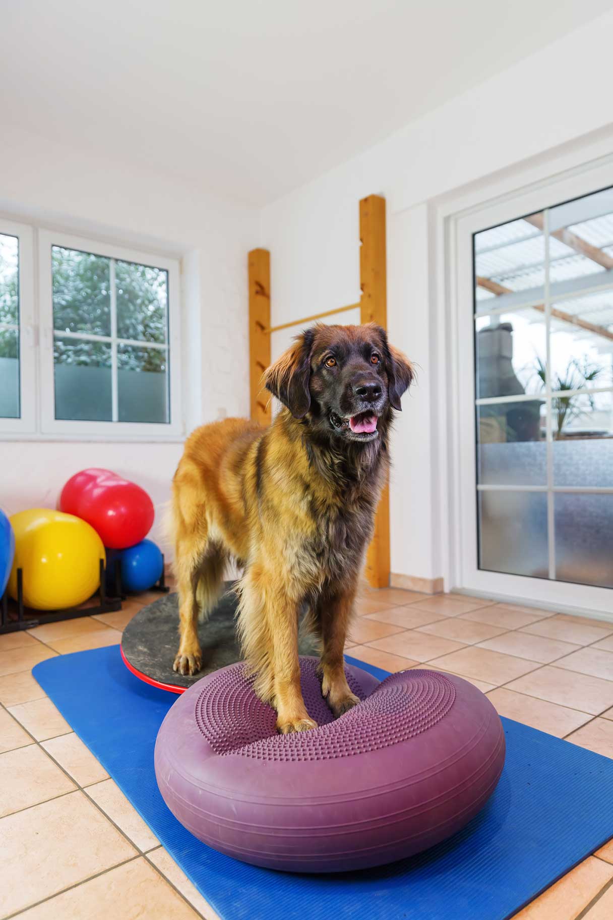 Paralyzed Dog Therapy and Rehabilitation