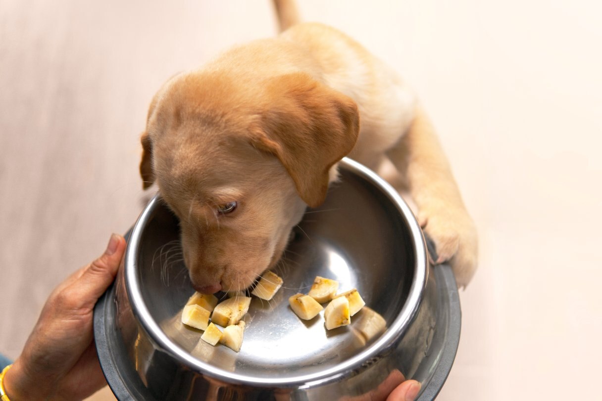 Puppy eating bananas