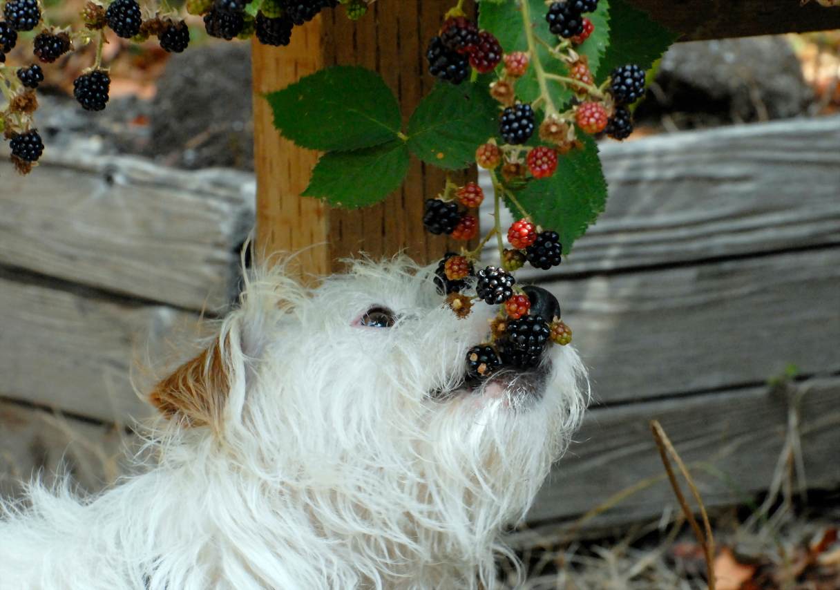 White dog eating blackberries