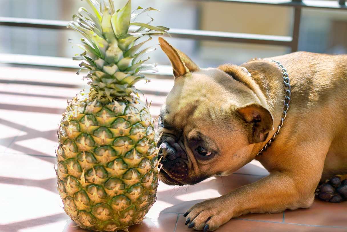 Can Dogs Eat Pineapple? Health Benefits, Safety Tips and More