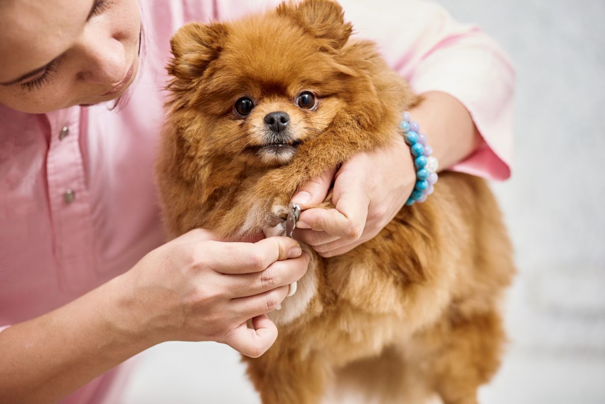 Dog Nail Infection: Symptoms, Causes and Treatment Options