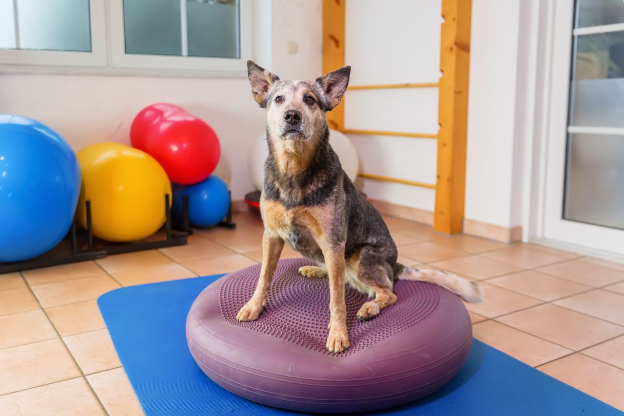 Dog Physical Therapy: What to Expect and Cost Breakdown